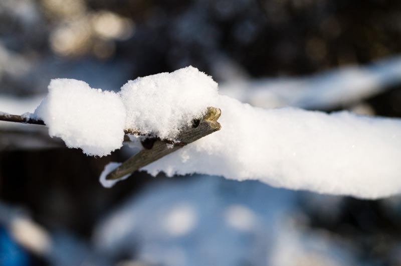Snow