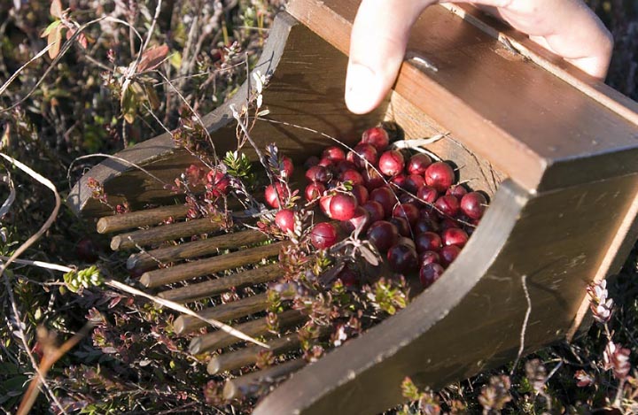 cranberry rake