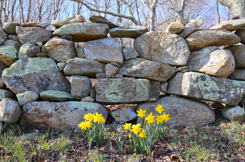 daffodils on south road