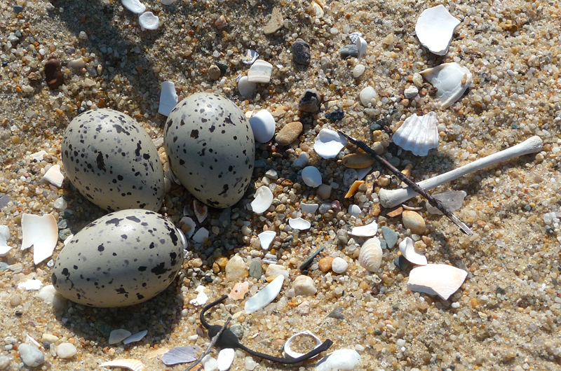 American oystercatcher nest