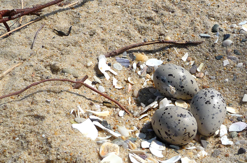 American oystercatcher nest 