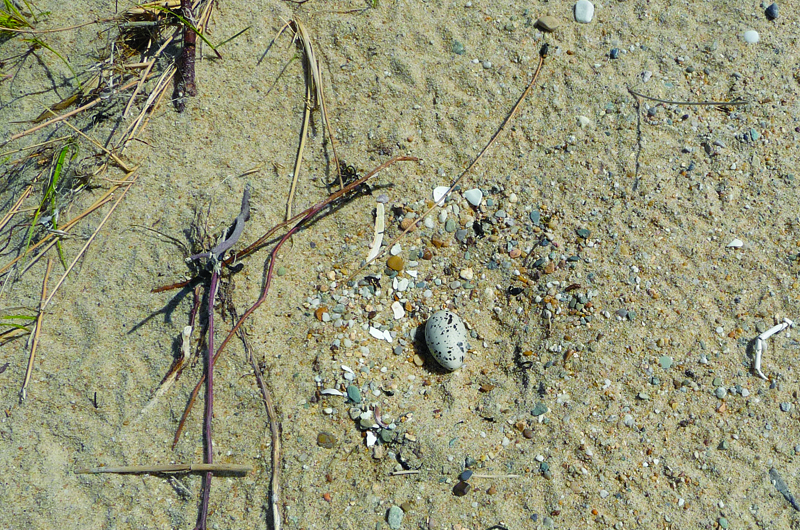 American oystercatcher nest
