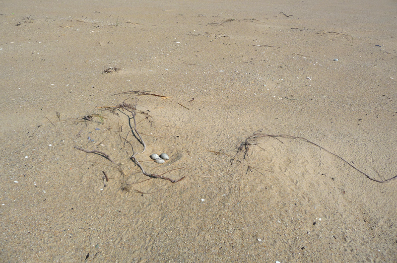 American oystercatcher nest 