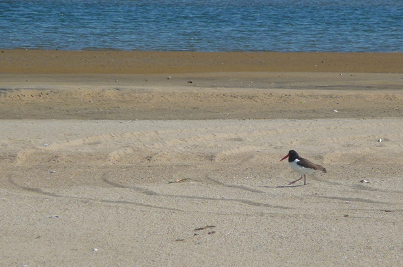 American oystercatcher 