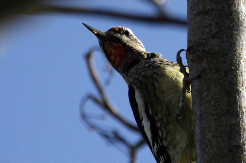 Yellow-bellied sapsucker. 