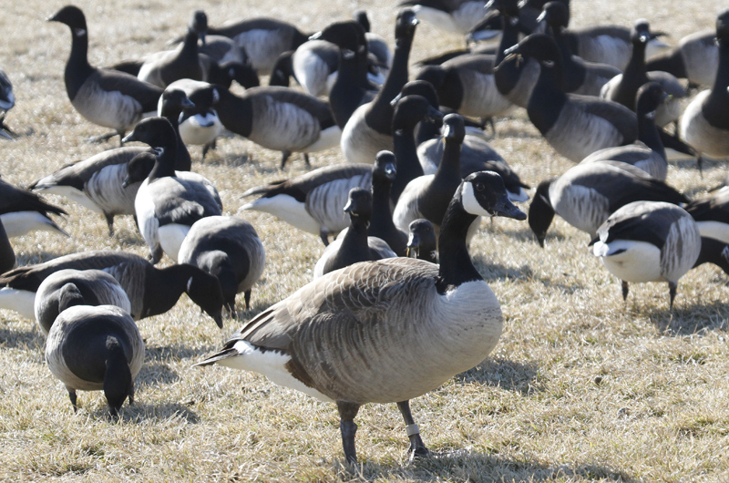 Canada geese and brant 