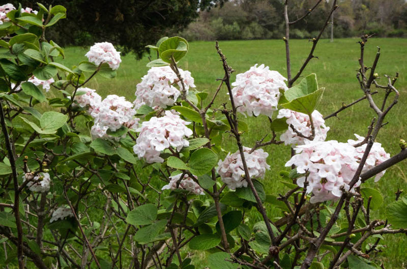 Flowers in bloom on Music Street, West Tisbury