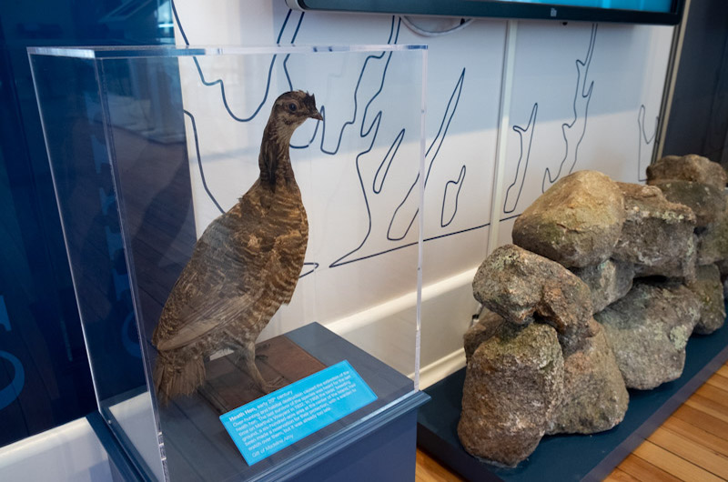 Heath hen and other treasured stories.
