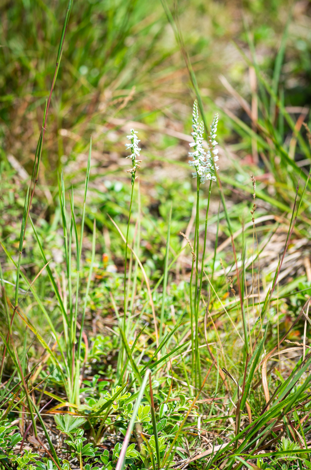 A Slender Ladies' Tresses orchid (Spiranthes lacera).