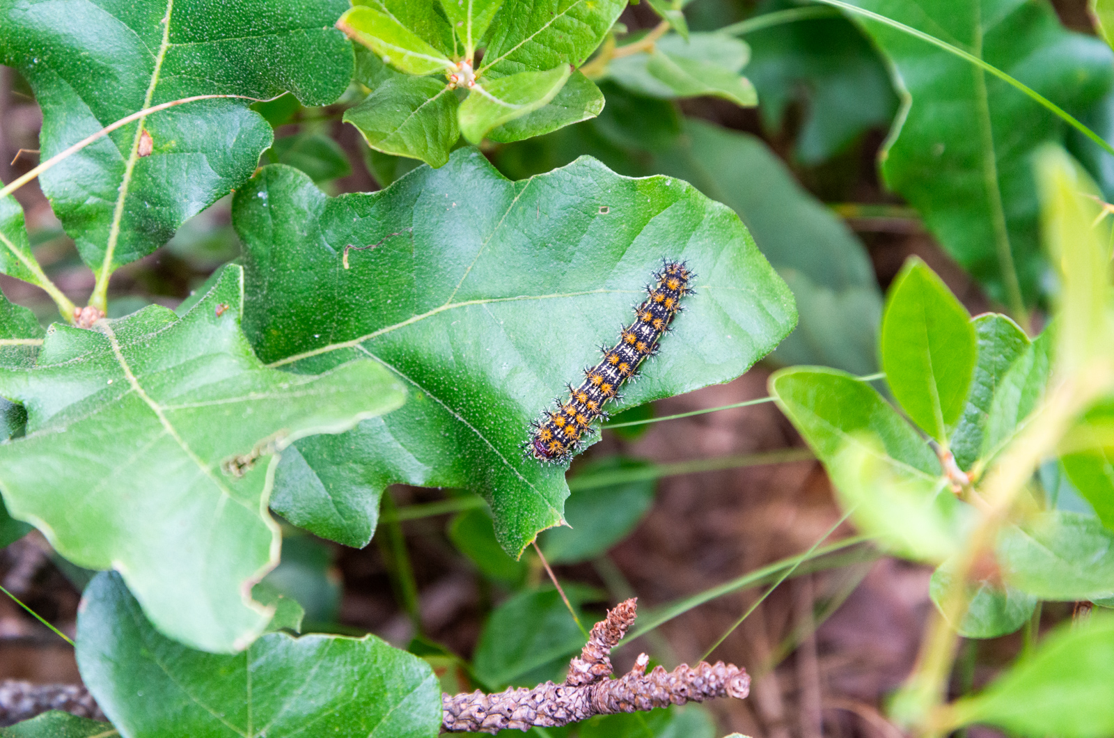 The Caterpillar stage of one of the Buck Moth (Hemileuca maia).