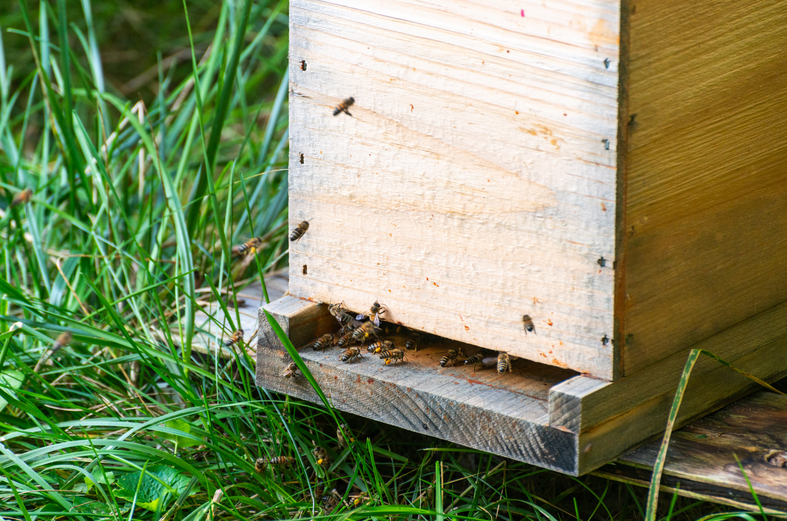 Bees entering one of Tim Colon's hives.