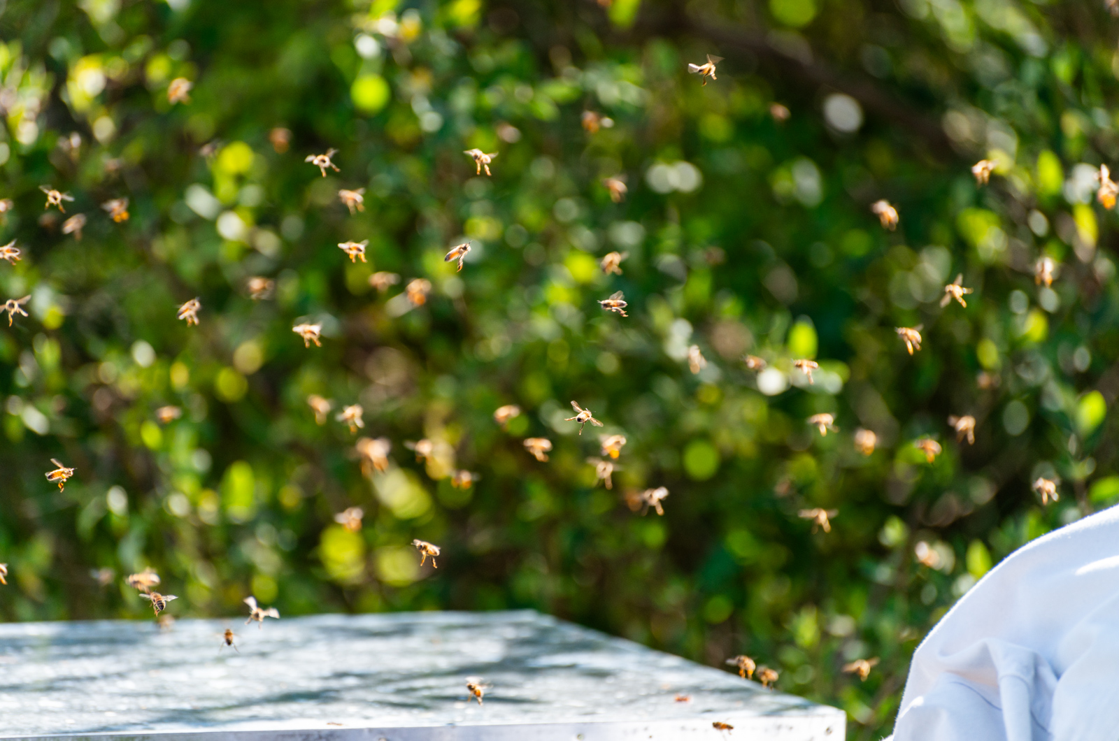 Bees flying around Nina Gordon's hives.