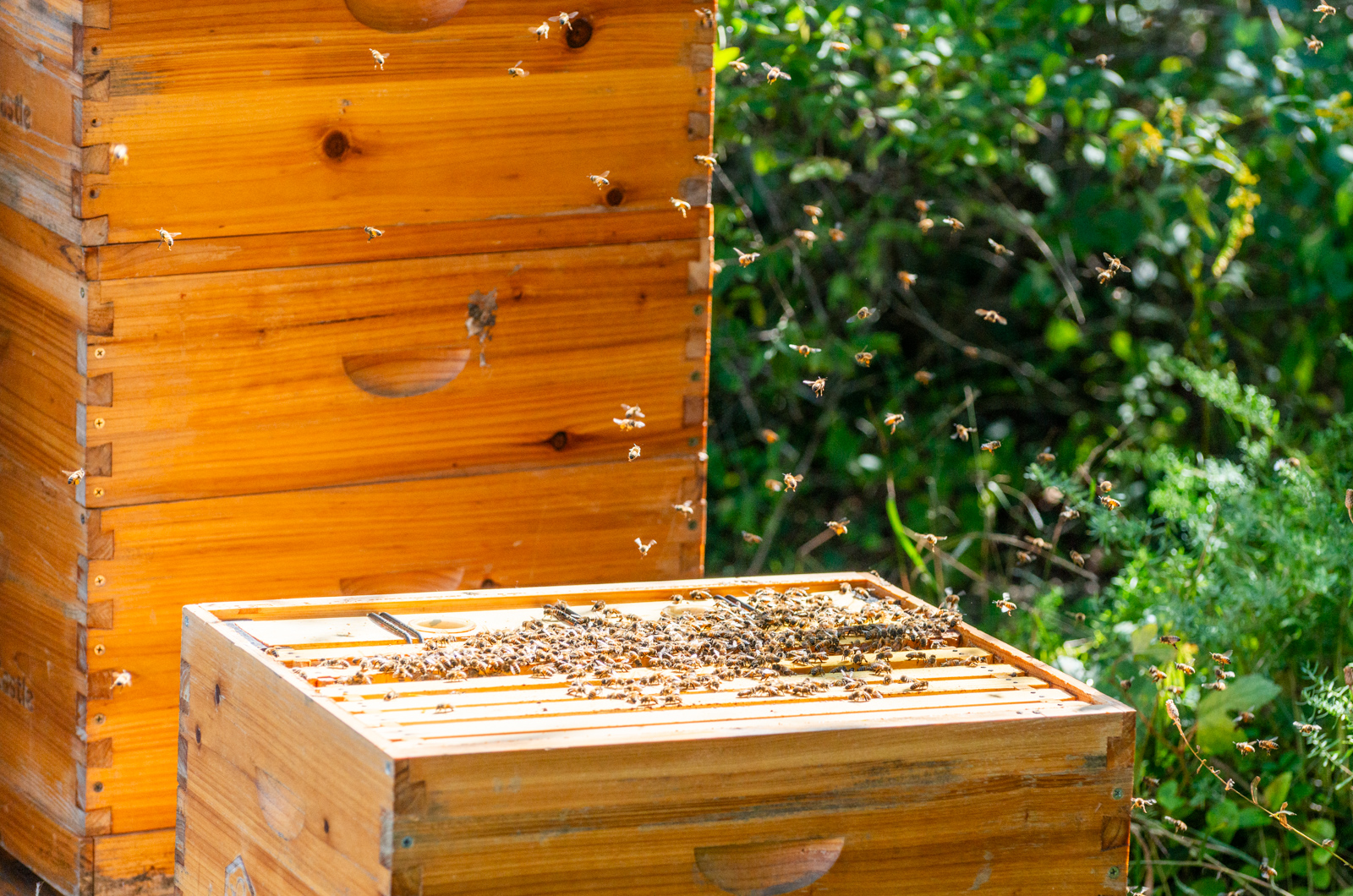 Bees flying around Nina Gordon's hives.