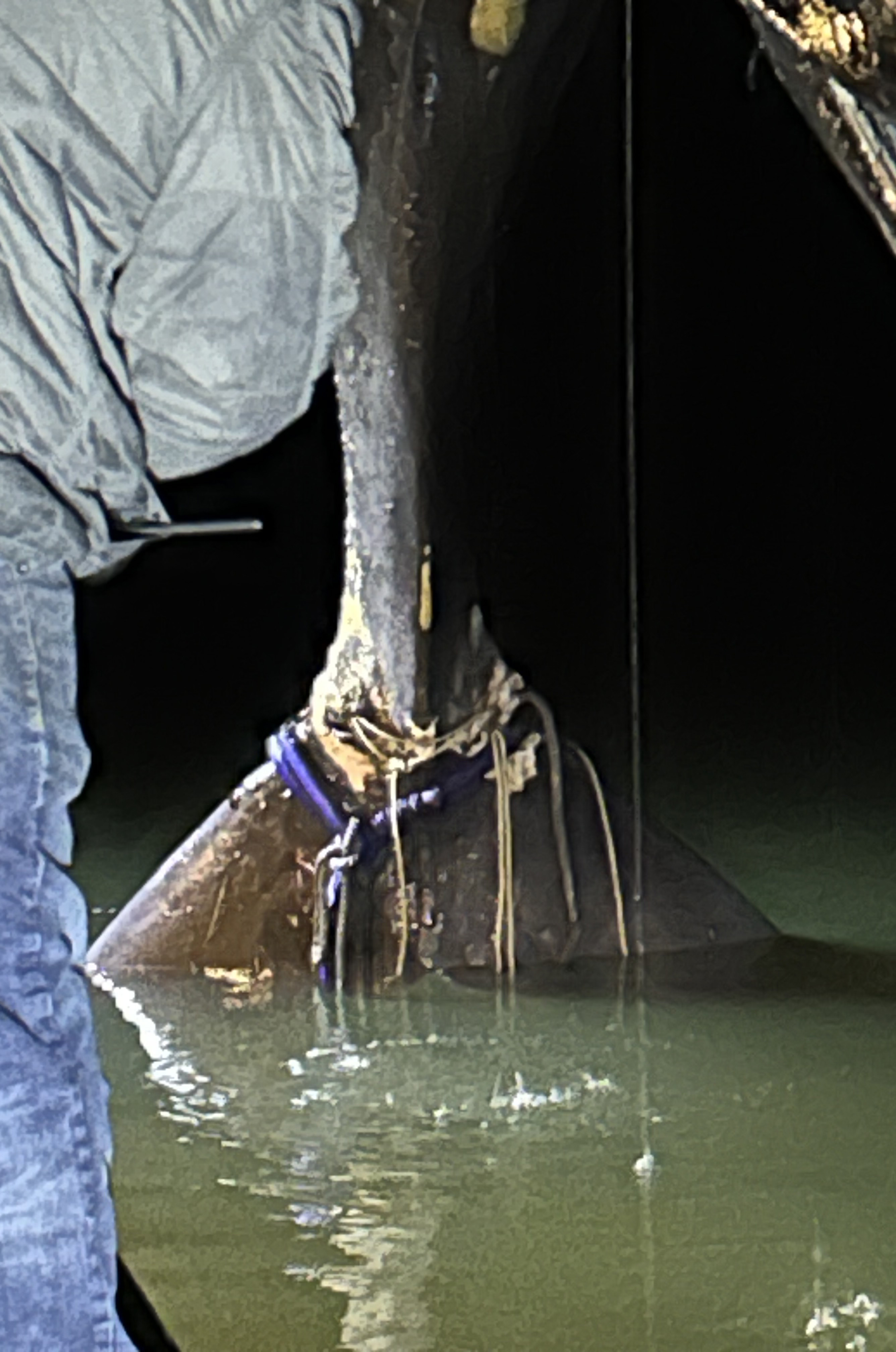 Evidence of entanglement still present around the tail.
