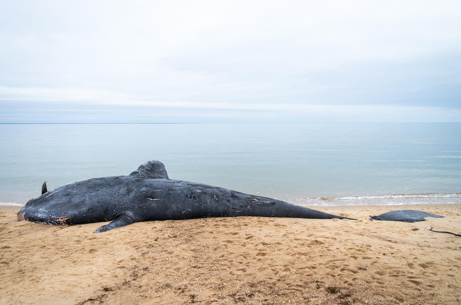 NOAA said a rope appeared to be entangled near the whale's tail. 