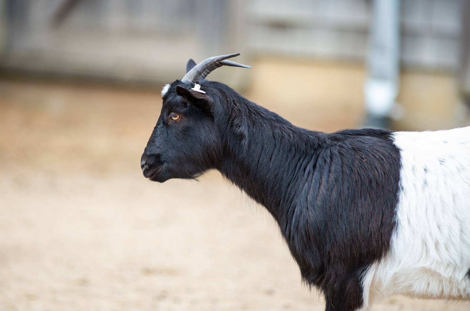 Goat at Slough Farm.