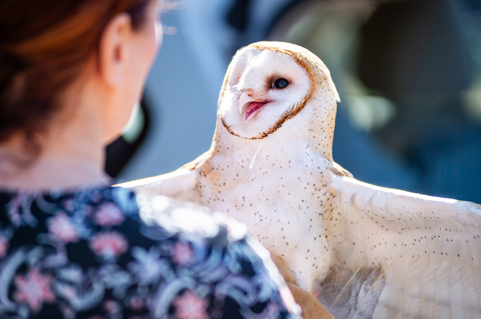 Stephanie Ellis examined the owl before bringing it to its new home.