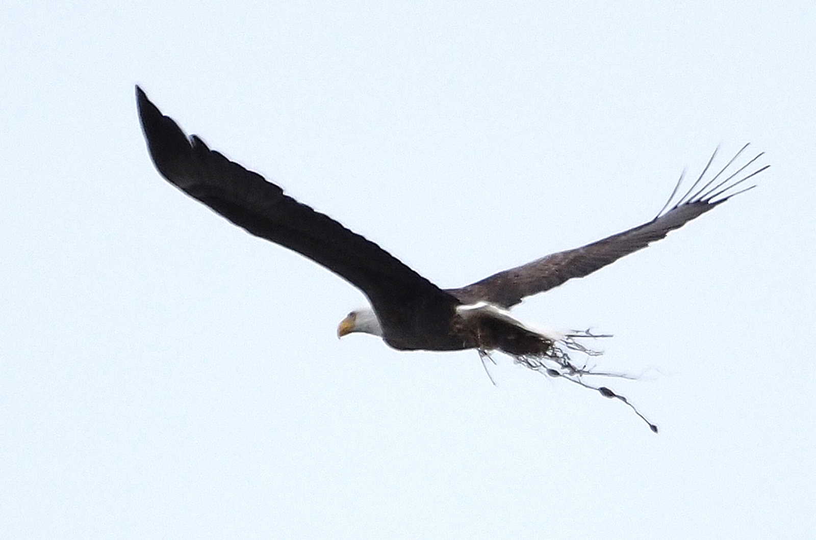 Bald eagle.