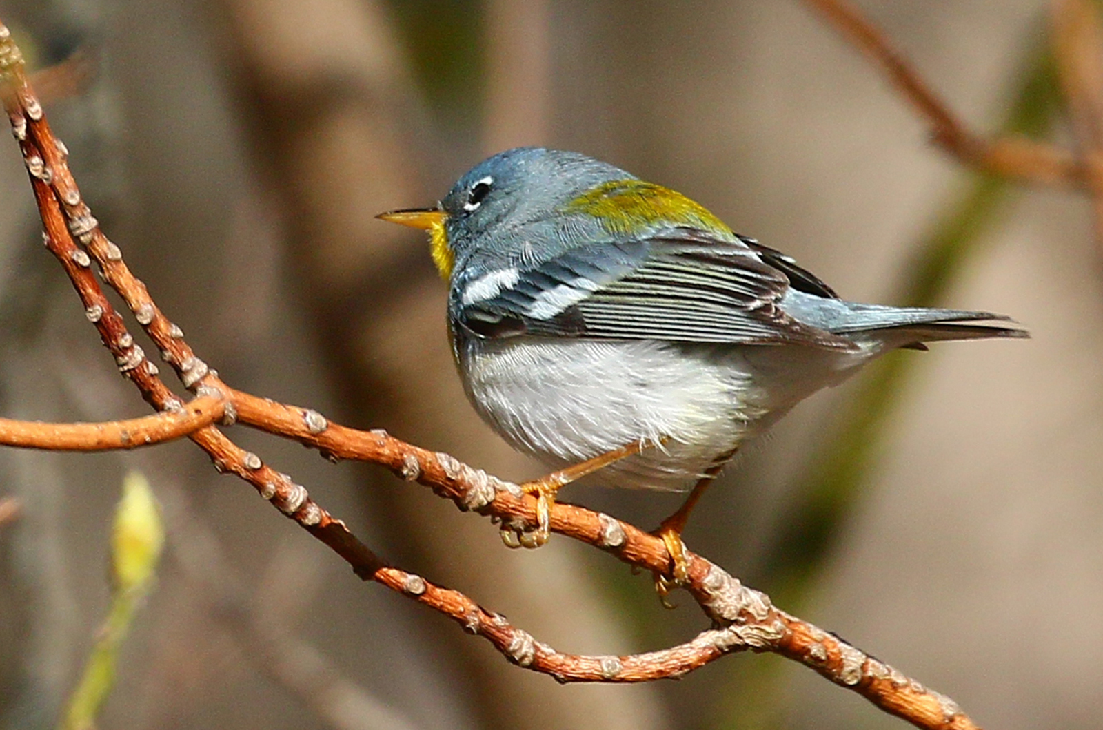 Northern parula warbler.