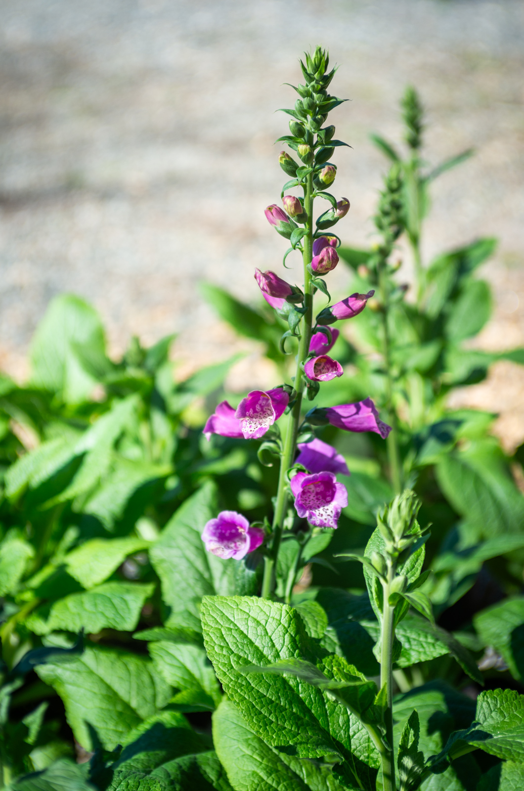 Foxglove (digitalis).