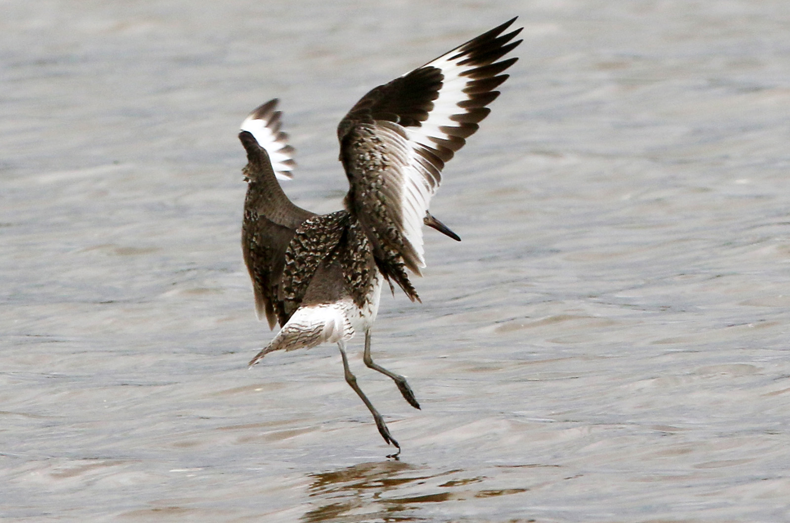 Willet.