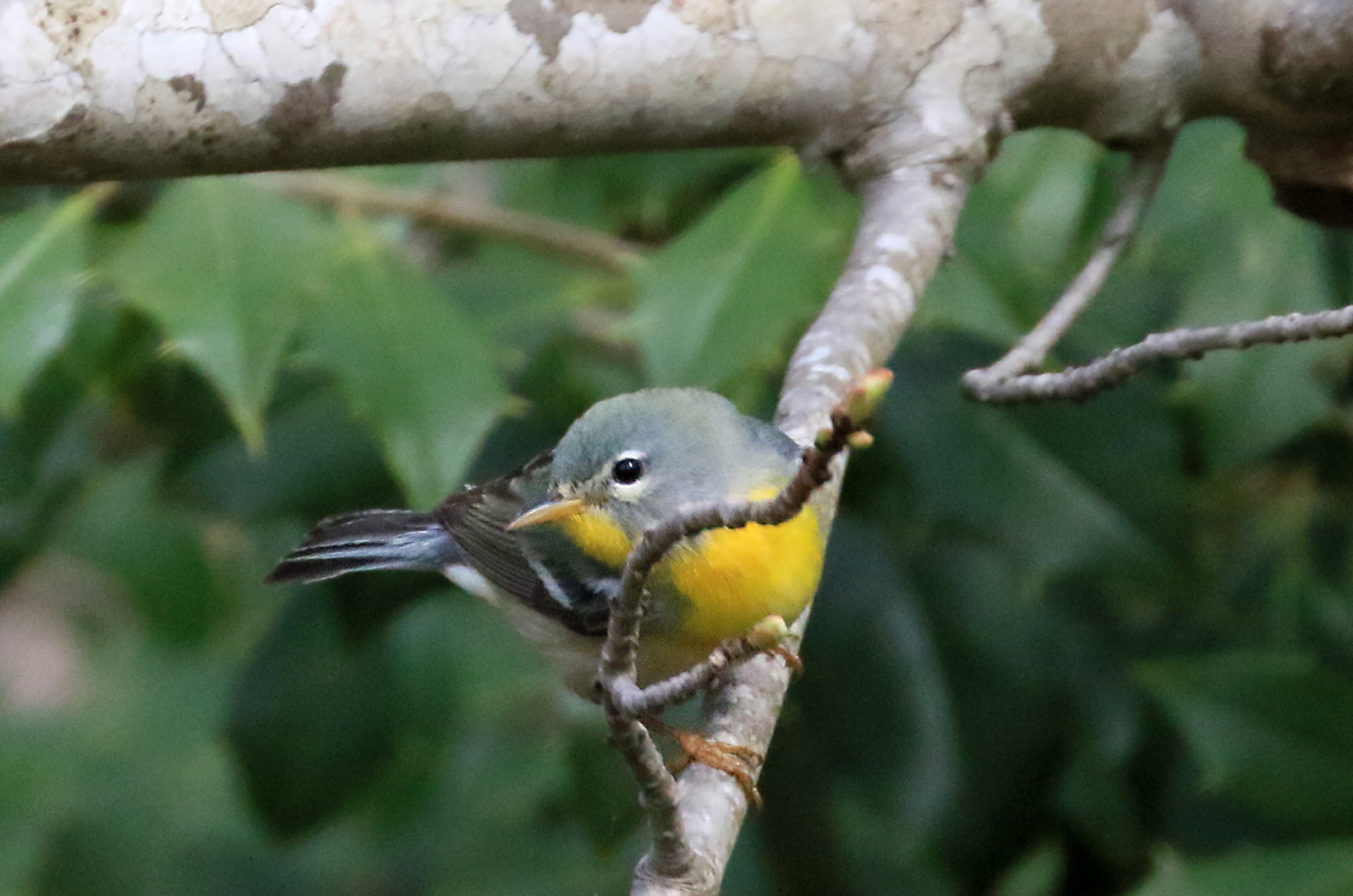 Northern Parula Warbler.