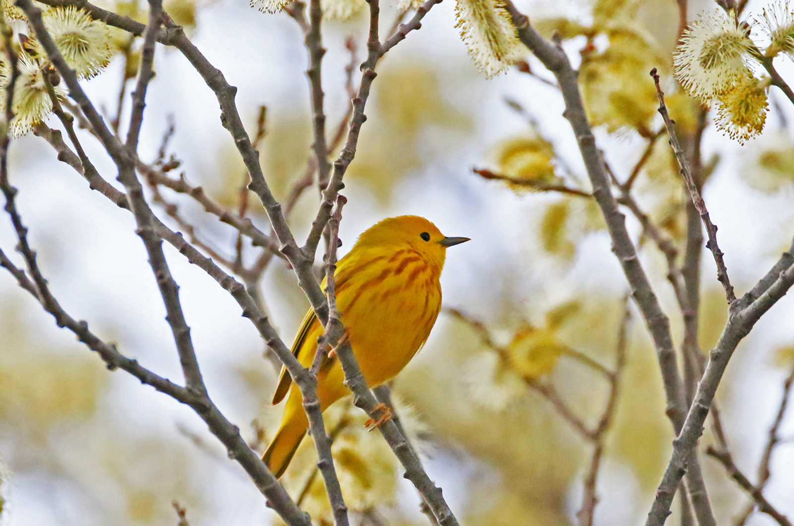 Yellow Warbler.