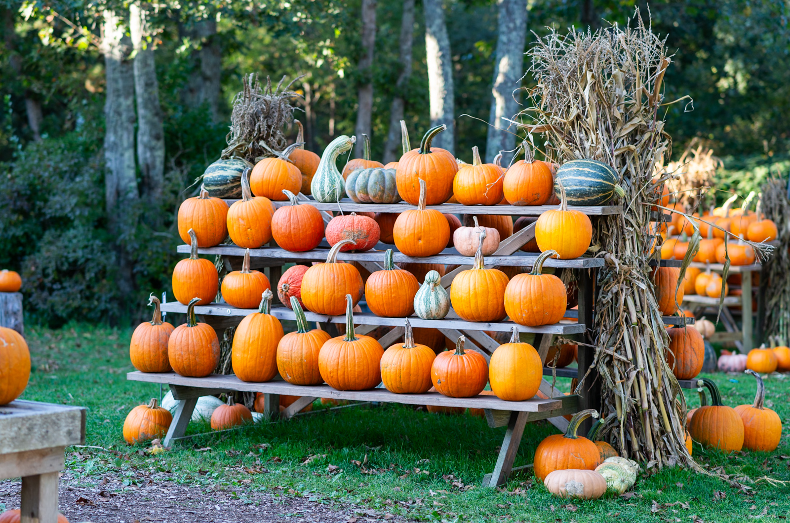 A variety of sizes are for sale.