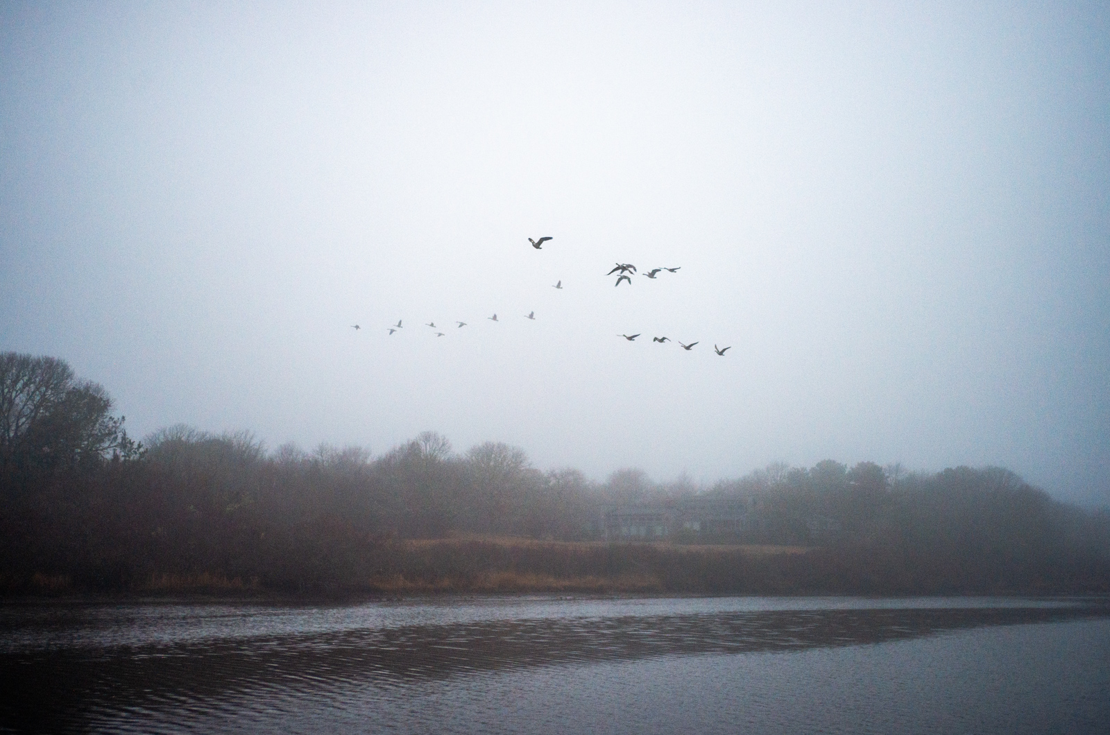 Flock of Canada geese over Tisbury Great Pond.