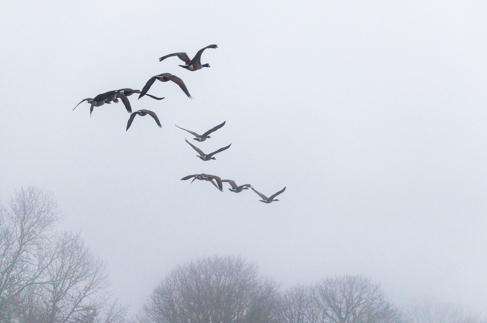 Flock of Canada geese over Tisbury Great Pond.