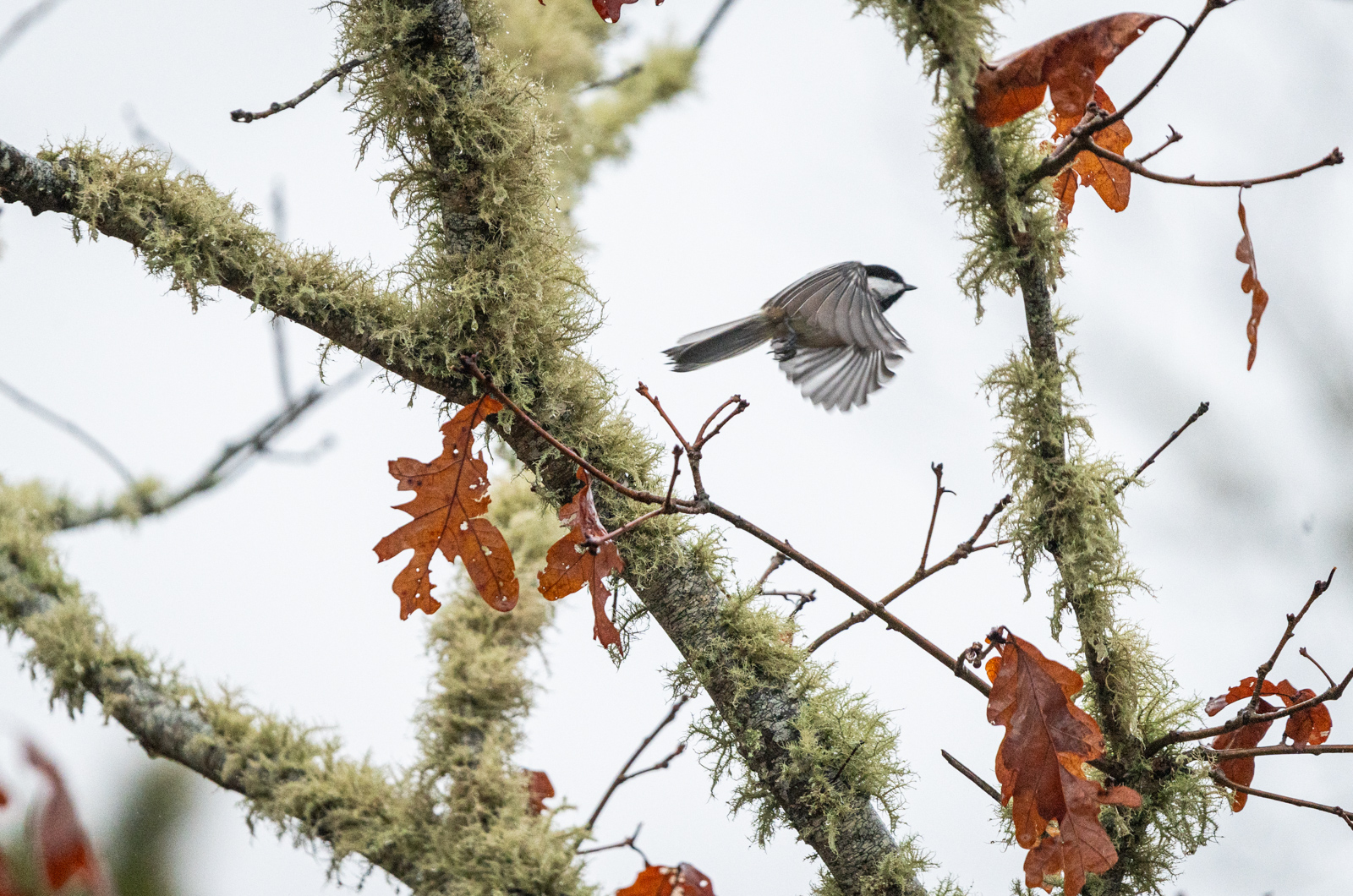 Black-capped chickadee in West Tisbury.