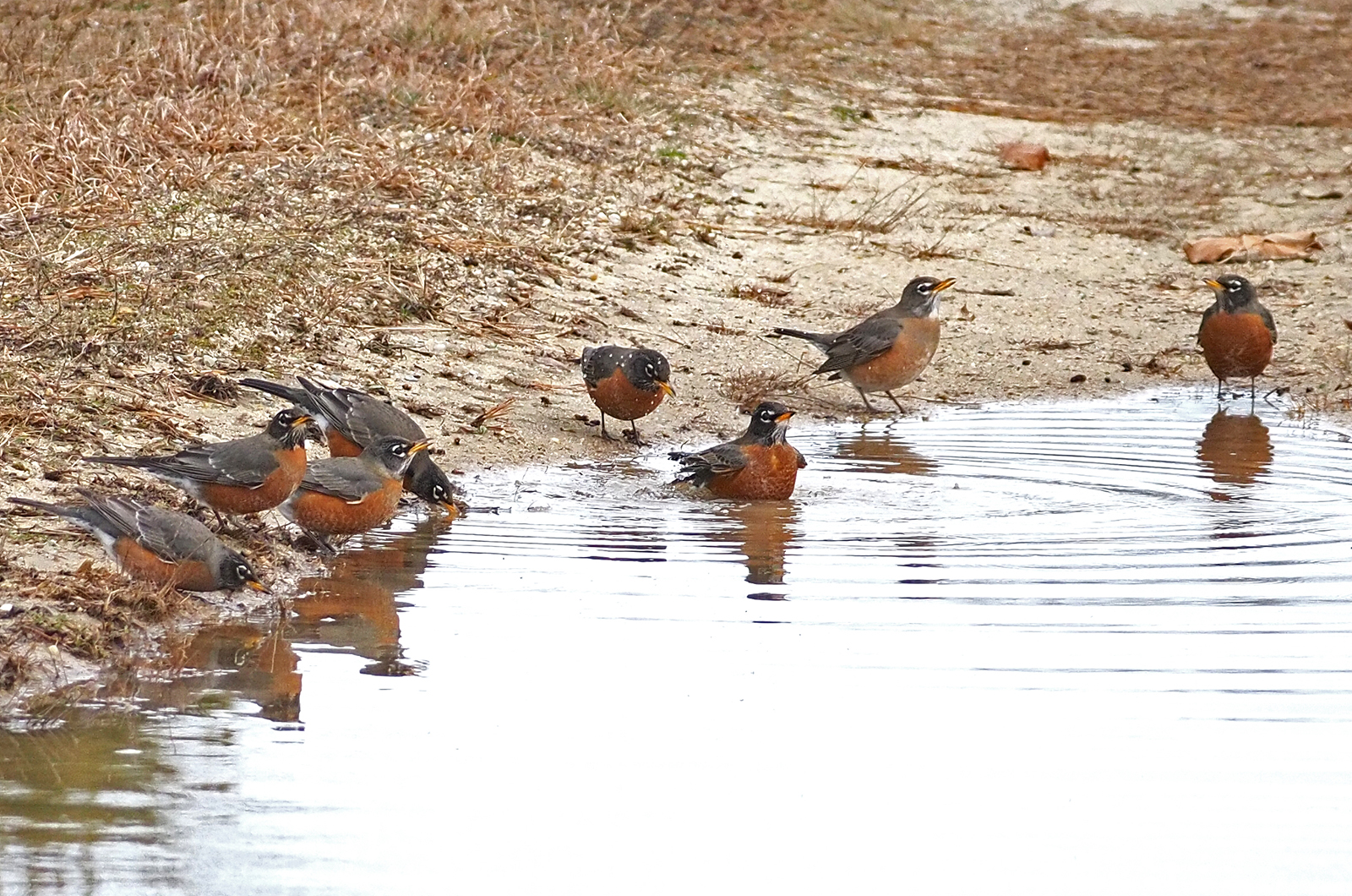 American robins.
