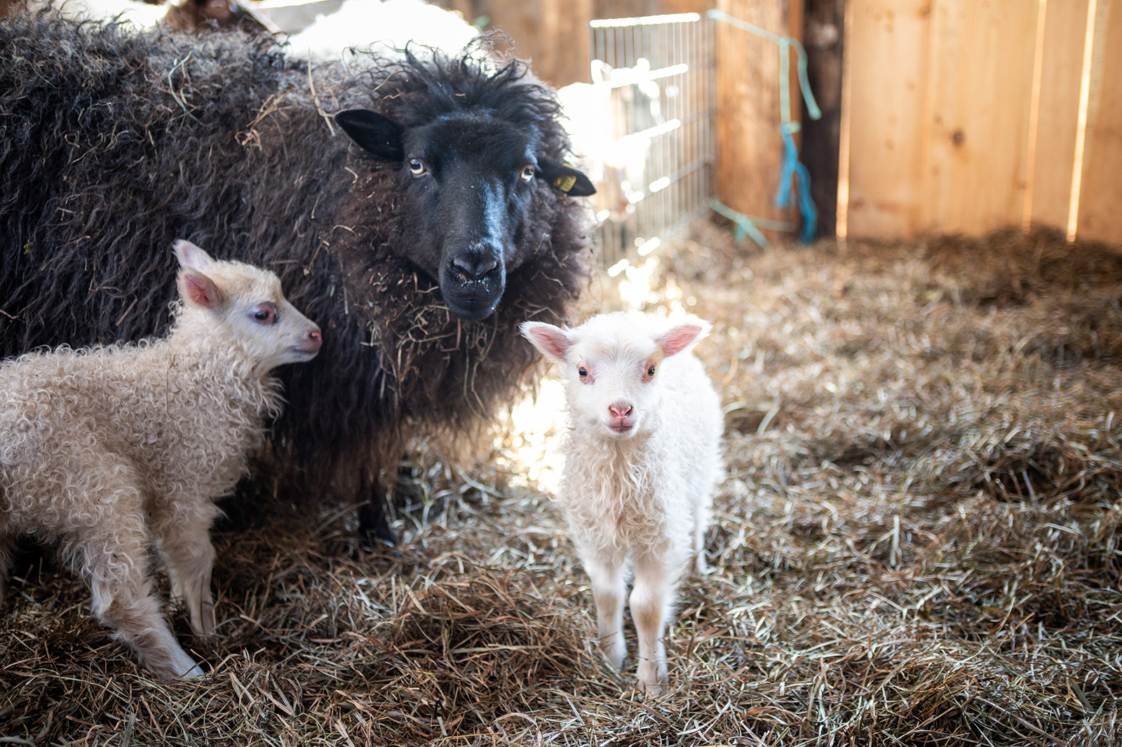 Ewes watch closely over the lambs.