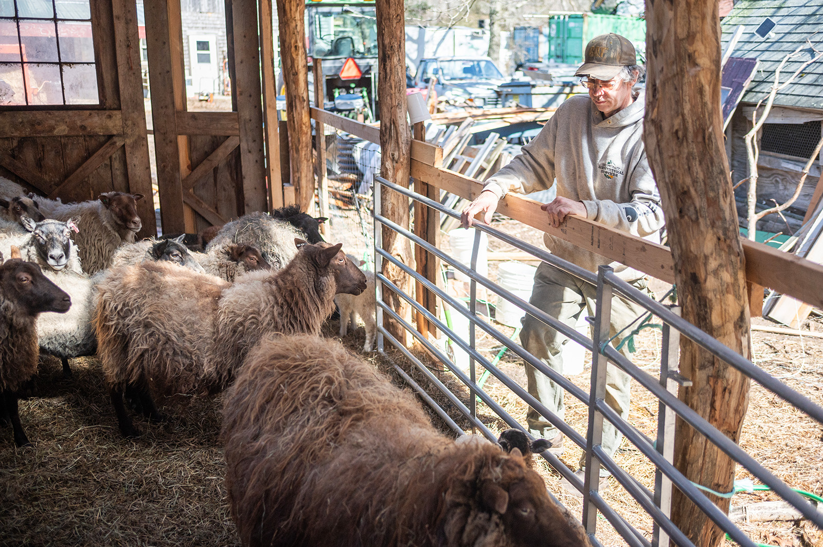 Allen Healy of Mermaid Farm watches over the sheep barn.