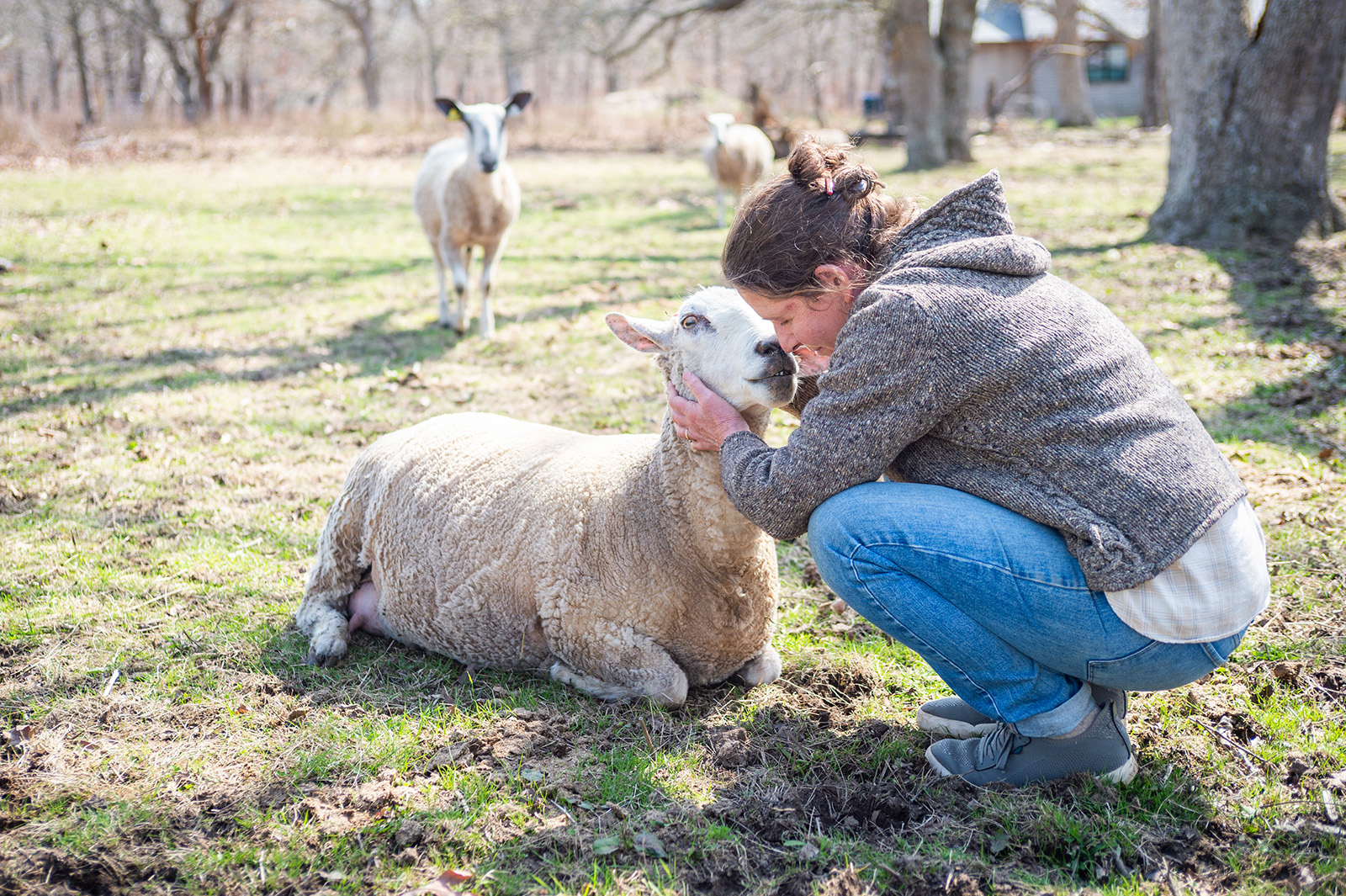 Christa Fischer checking on a ewe.