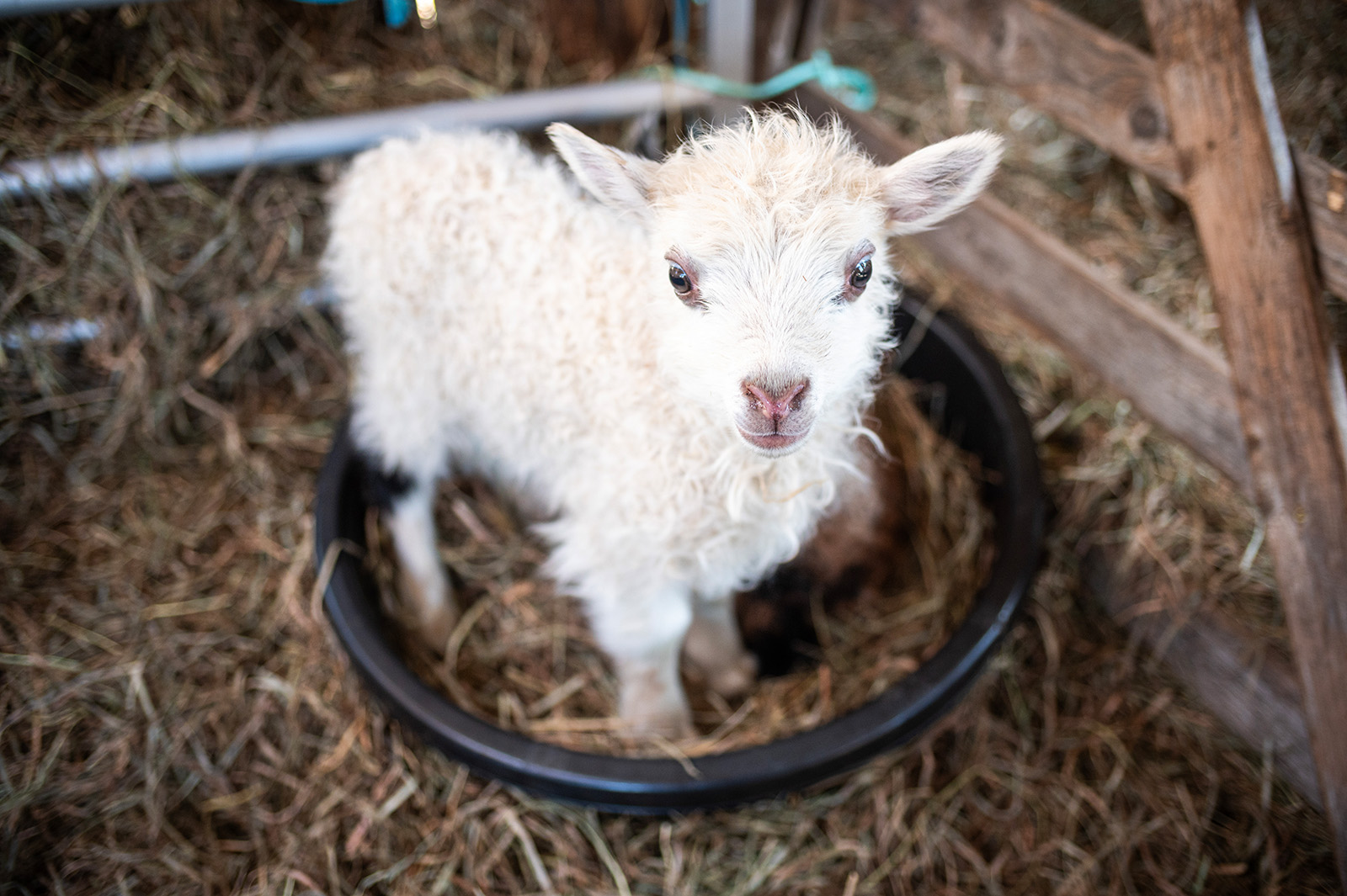 The sound of baaing can be heard around Island farms this month.