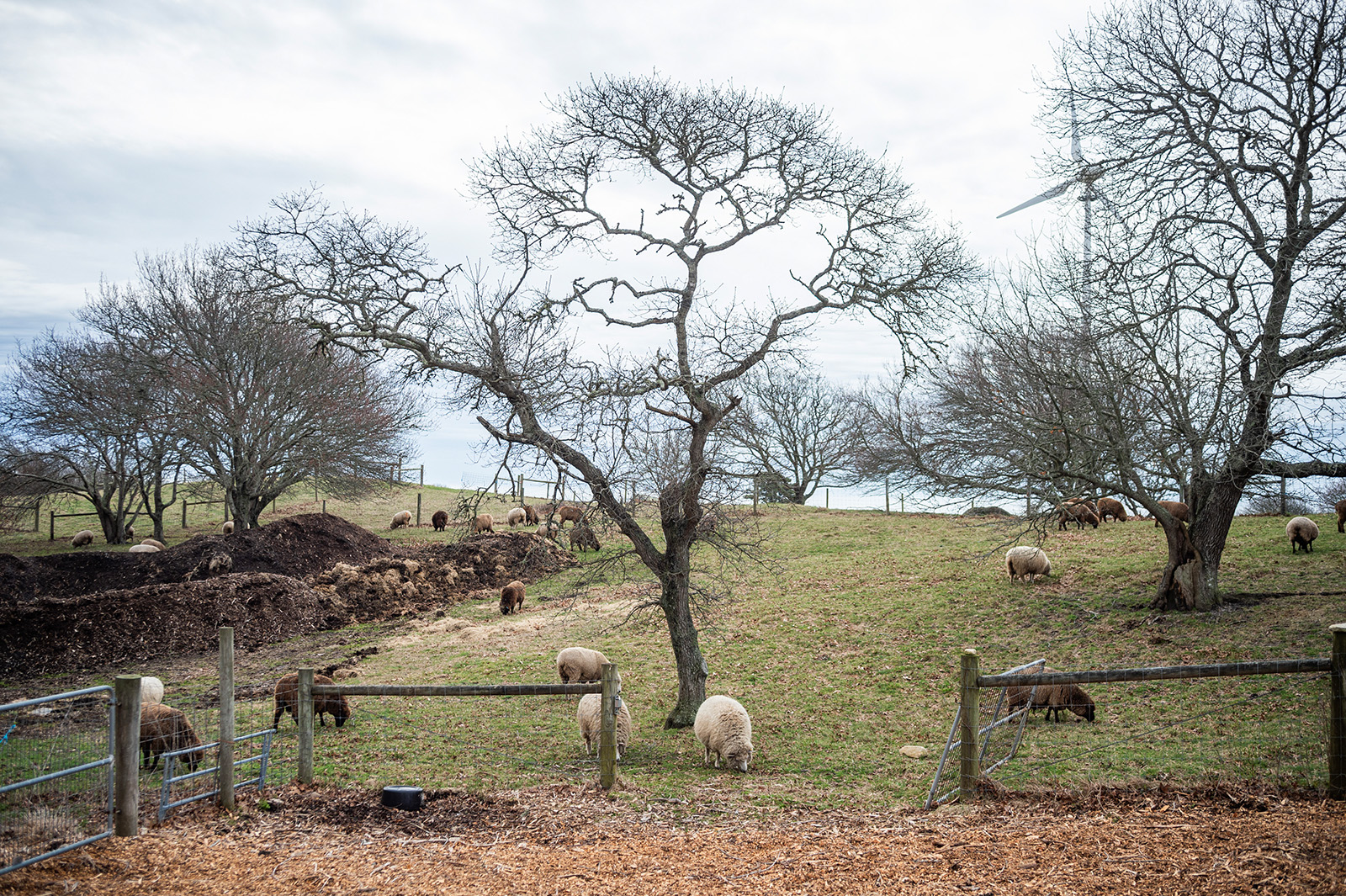 Sheep wander a pasture at Allen Farm in Chilmark.