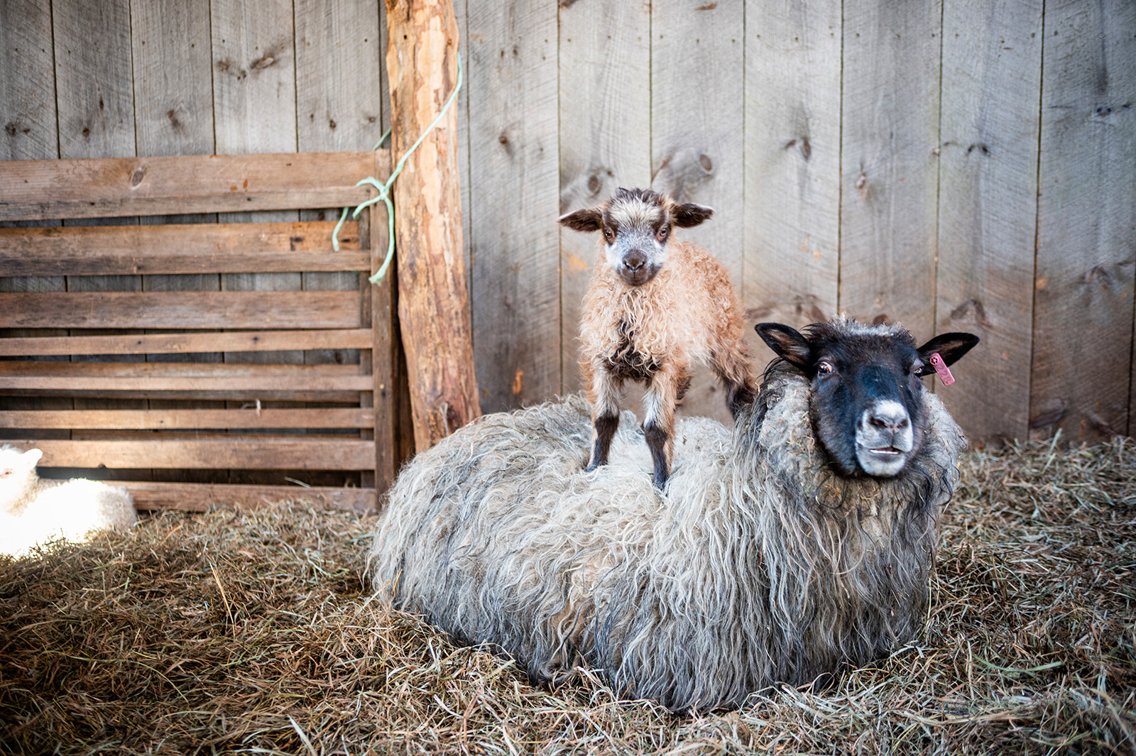 New mothers need a lot of patience.