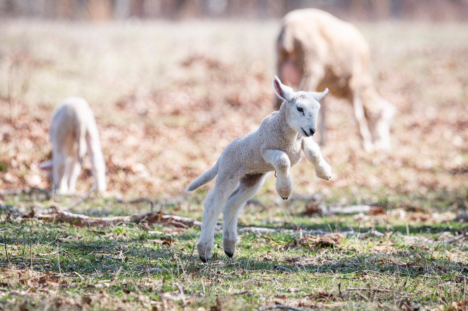 Flat Point Farm lambs full of energy.