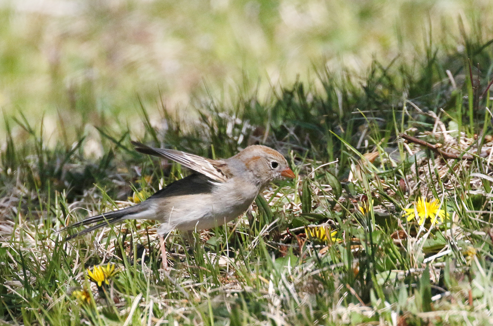 Field sparrow.