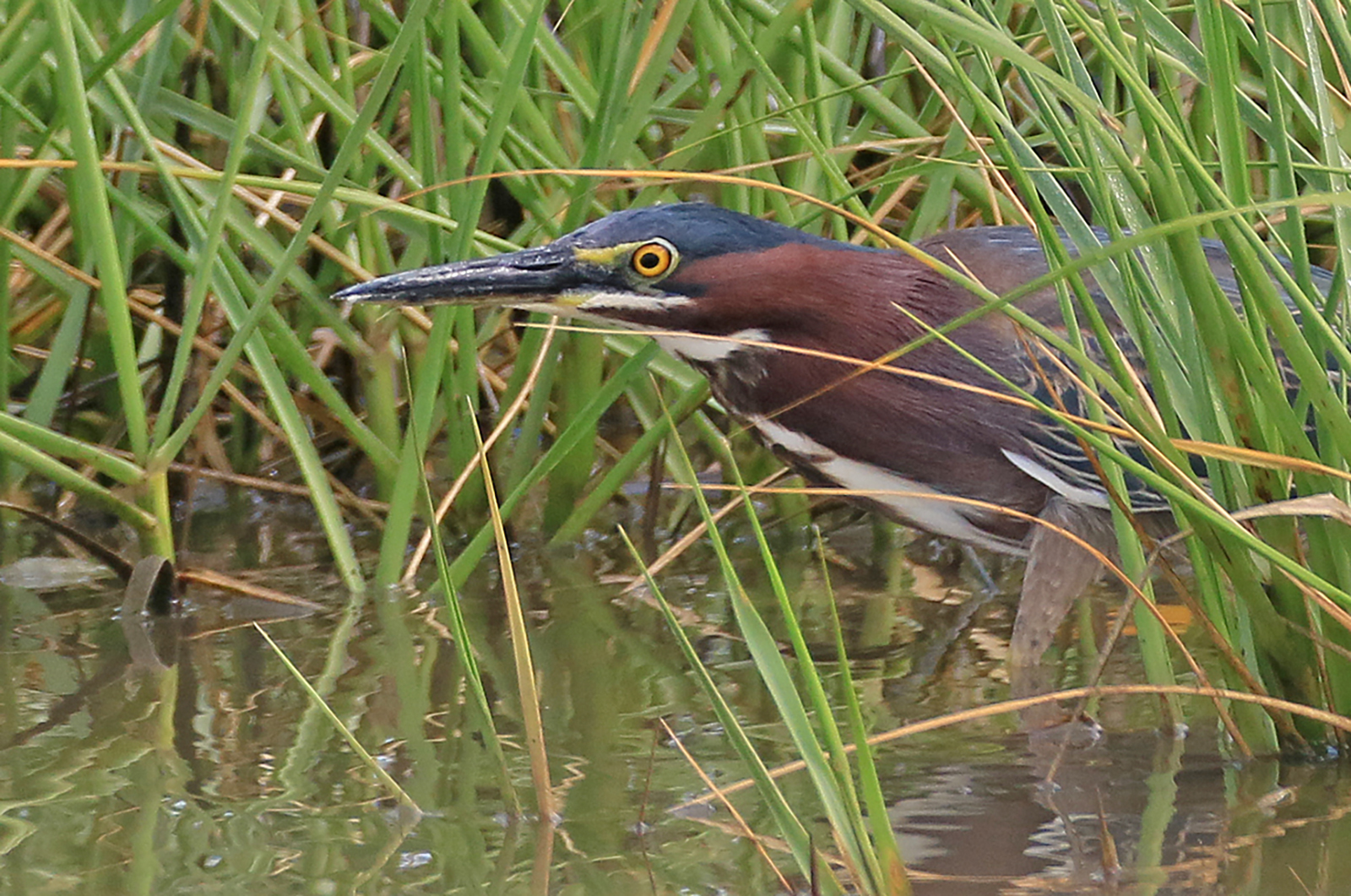 Green heron.