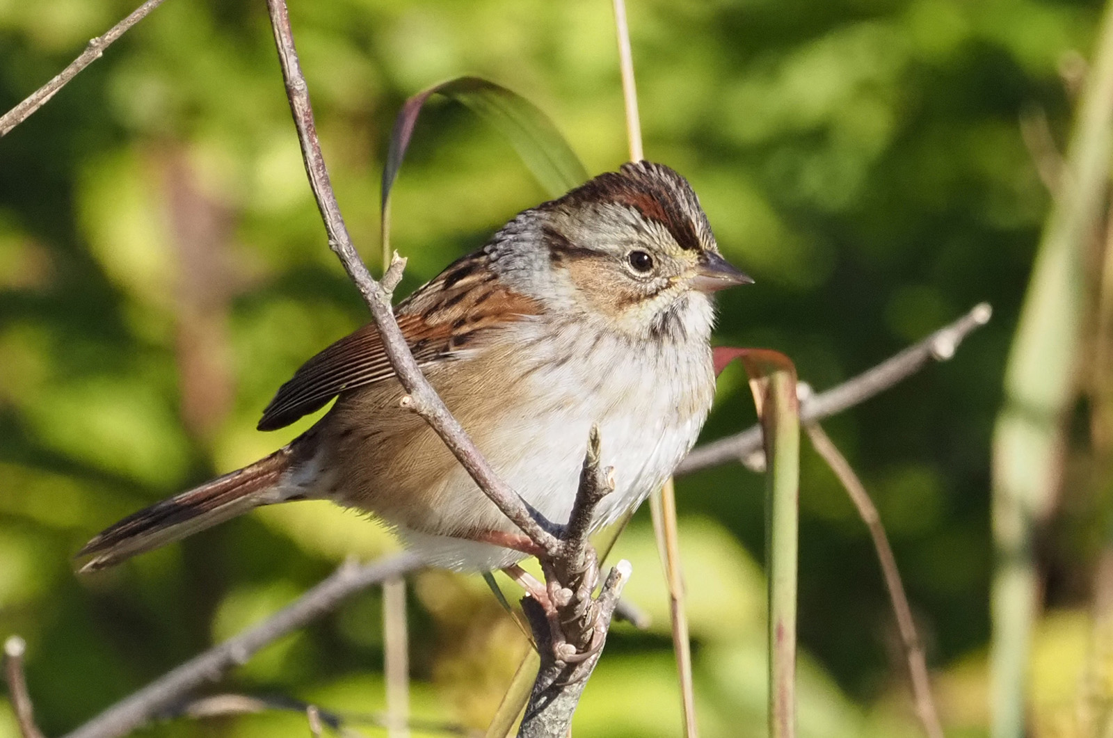Swamp sparrow.