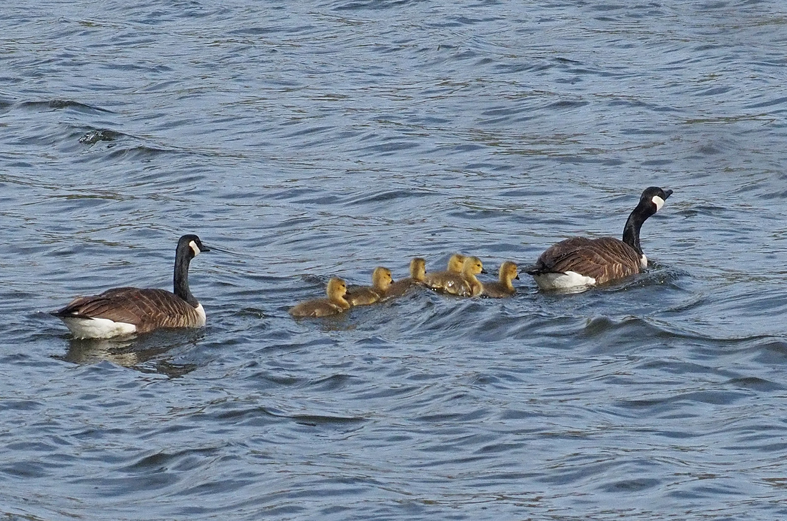 Canada geese.