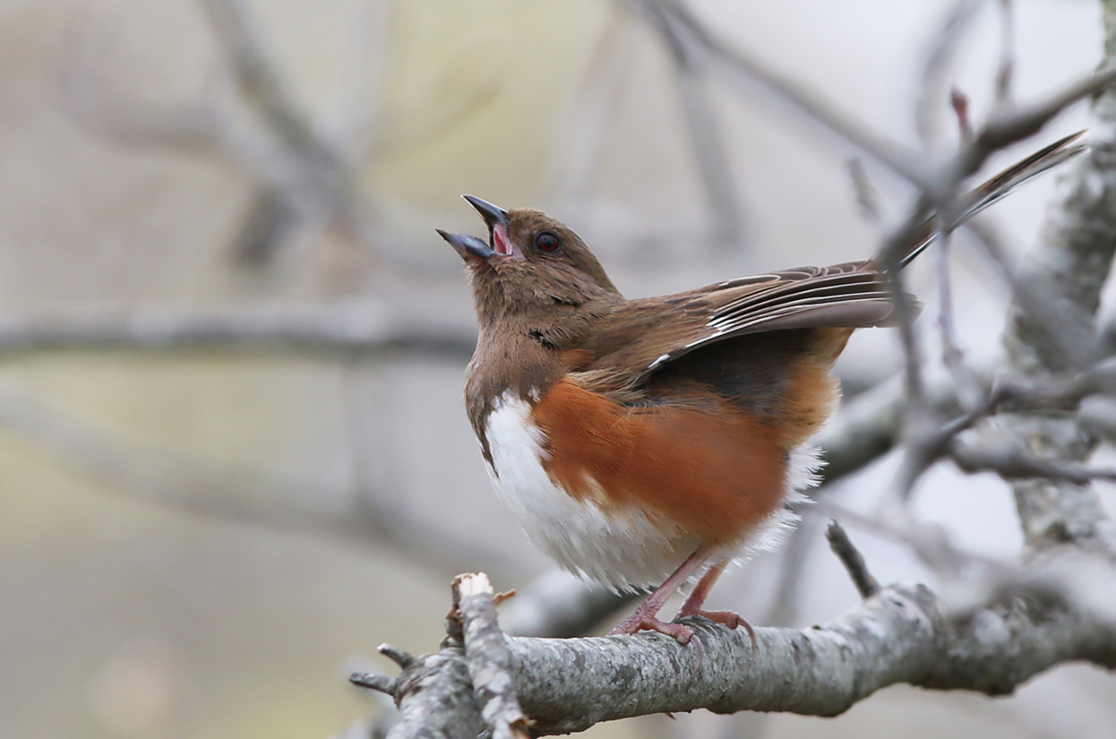 Eastern towhee.