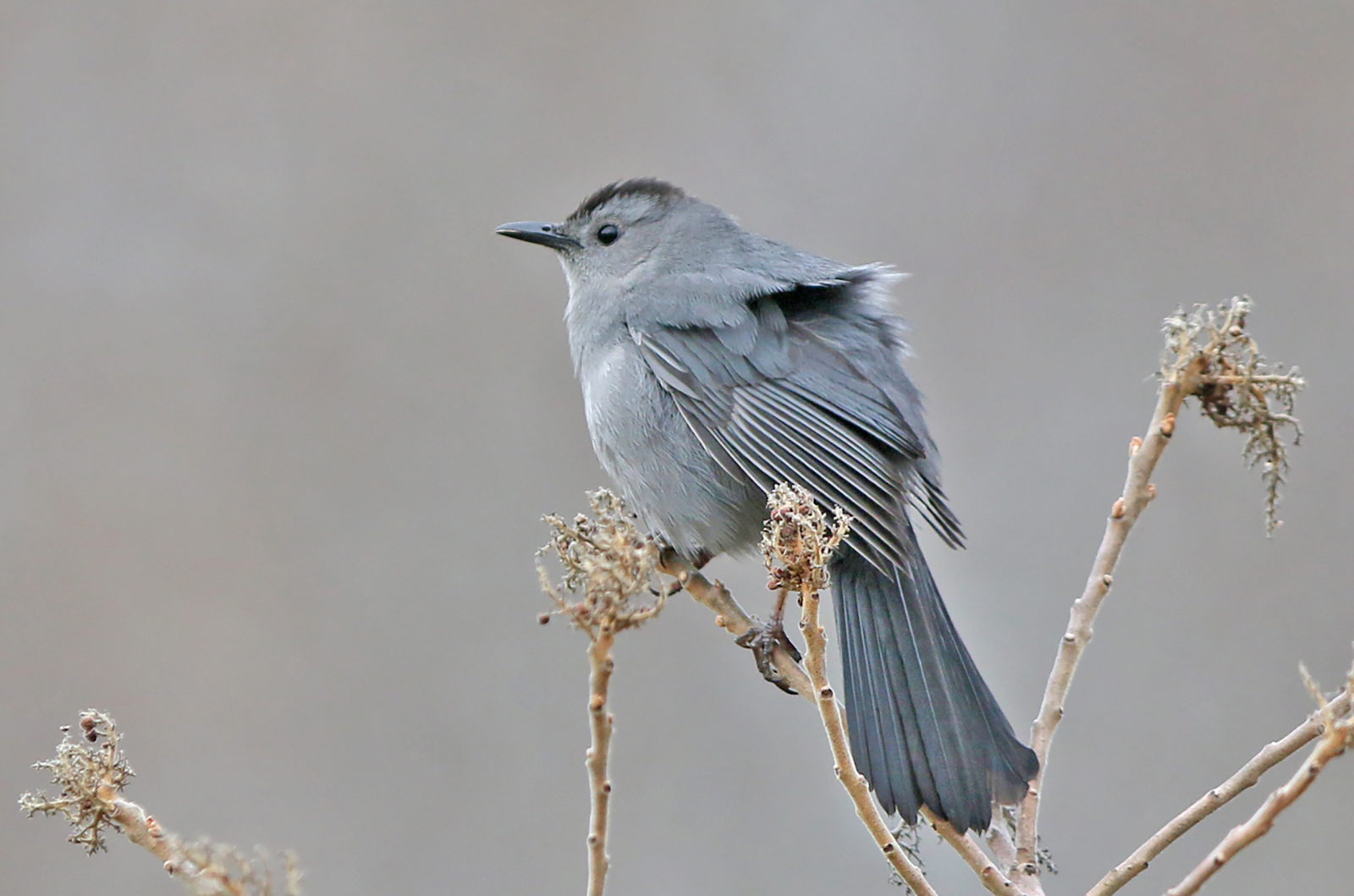 Grey catbird.