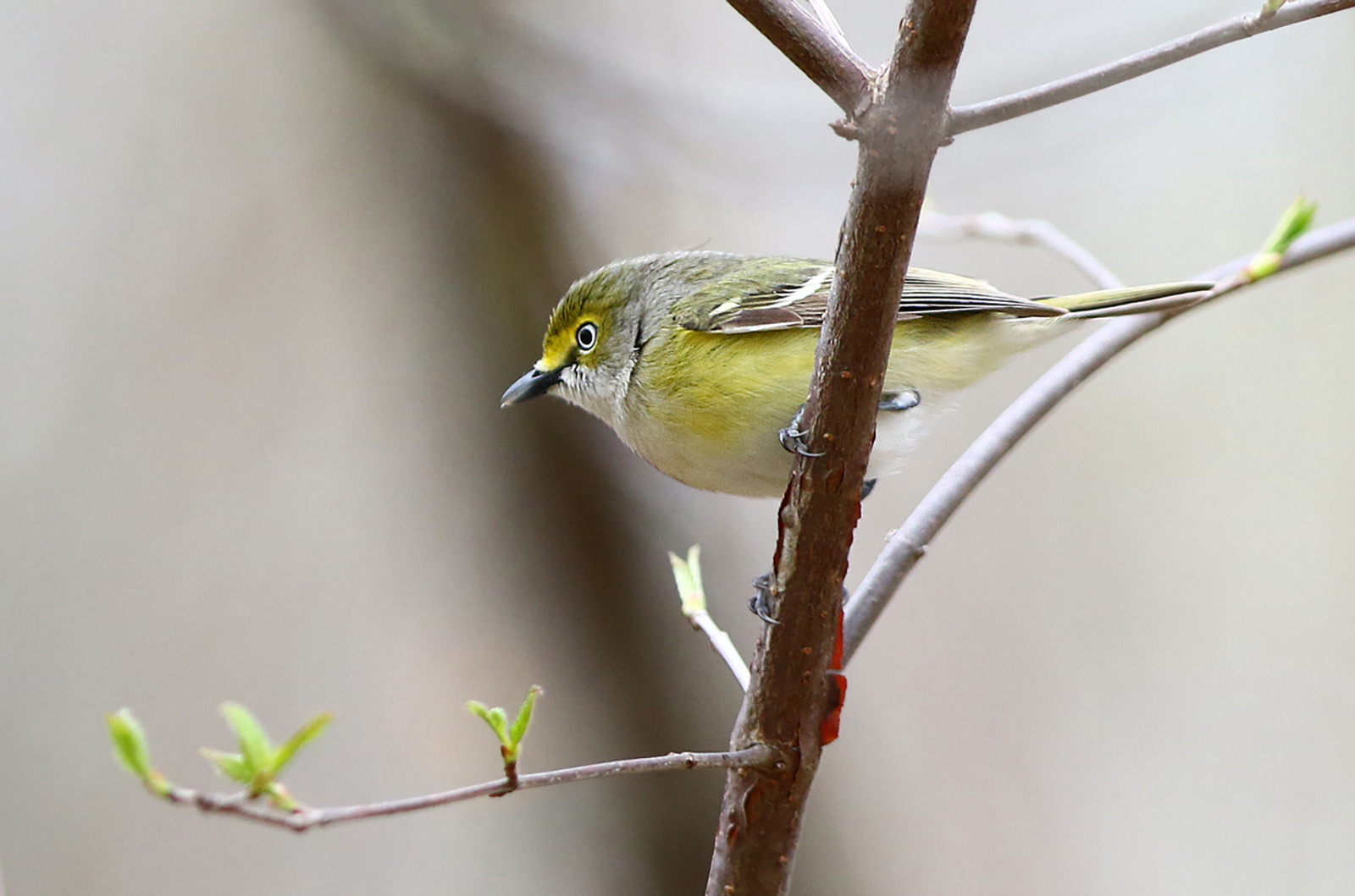 White-eyed vireo.