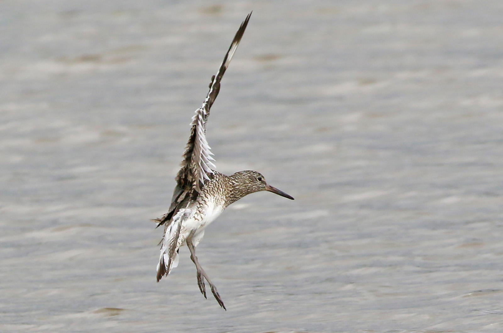 Willet.