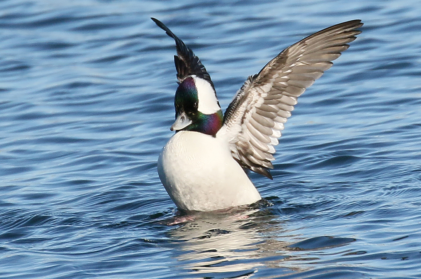 Bufflehead.
