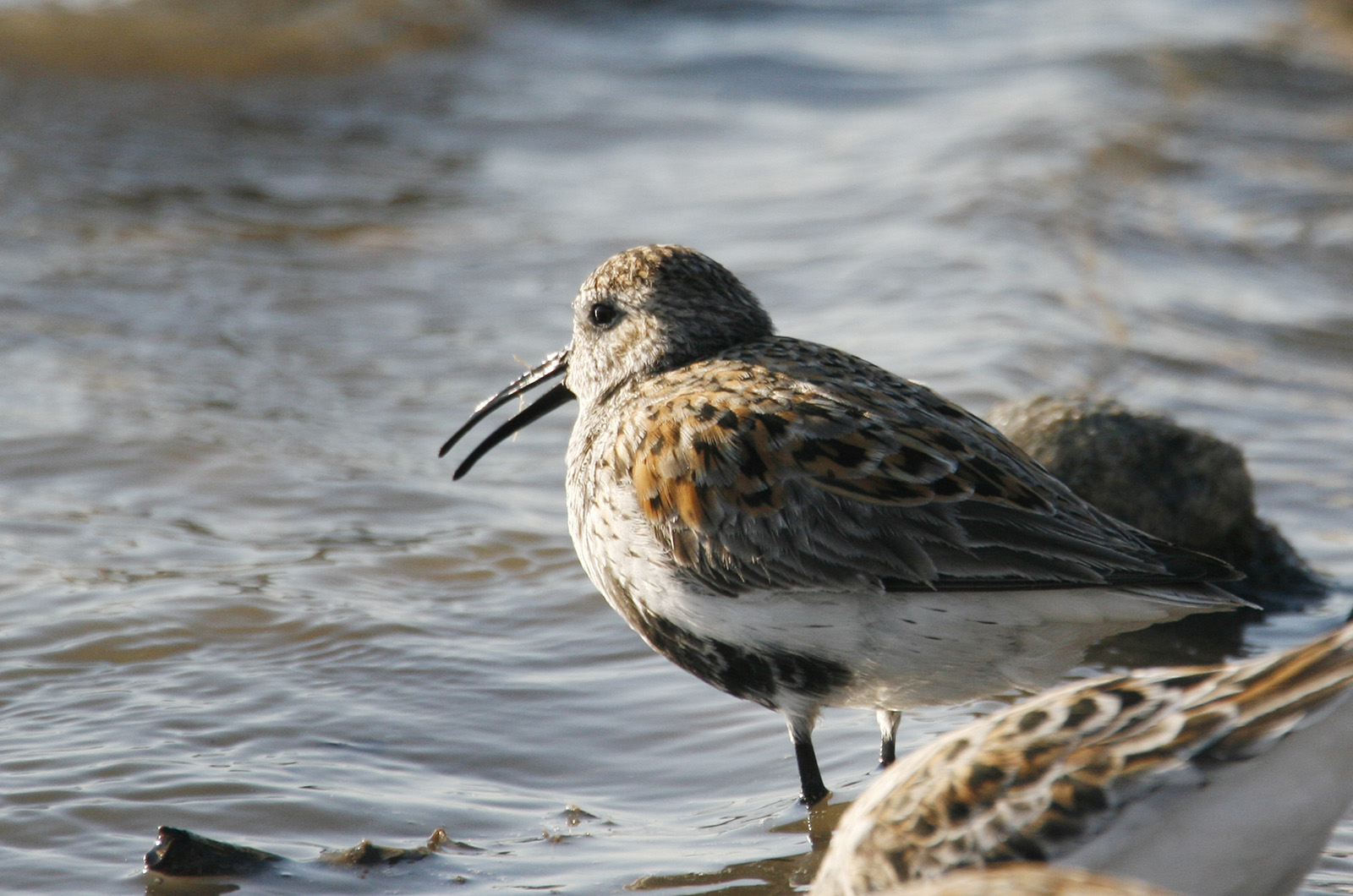 Dunlin.