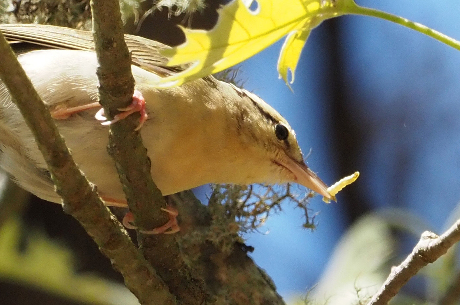 Worm-eating warbler.